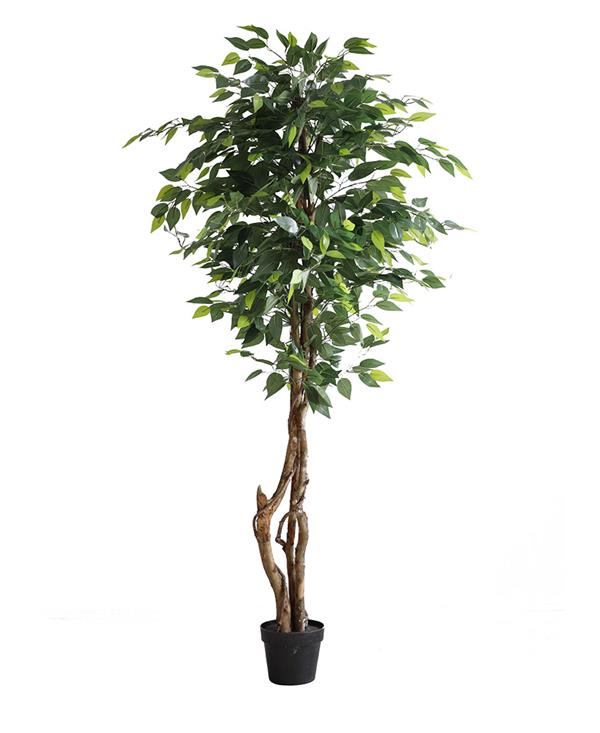 FICUS TREE NP5209_180  ΥΨΟΣ 180cm