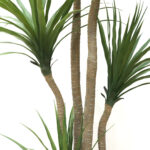 DRACAENA  NP_28_155  ΥΨΟΣ 155cm