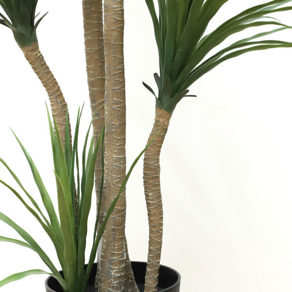 DRACAENA  NP_28_155  ΥΨΟΣ 155cm