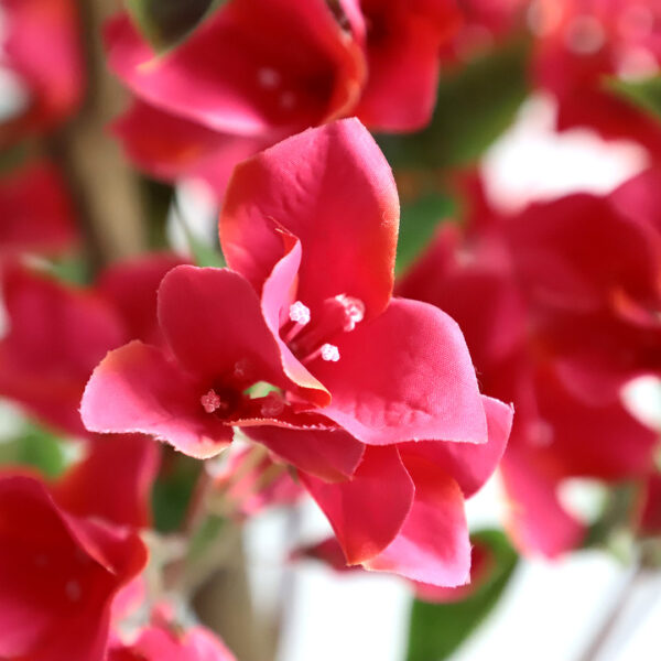 BOUGAINVILLEA  NP_70_120  ΥΨΟΣ 120cm