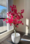 BOUGAINVILLEA  NP_70_120  ΥΨΟΣ 120cm