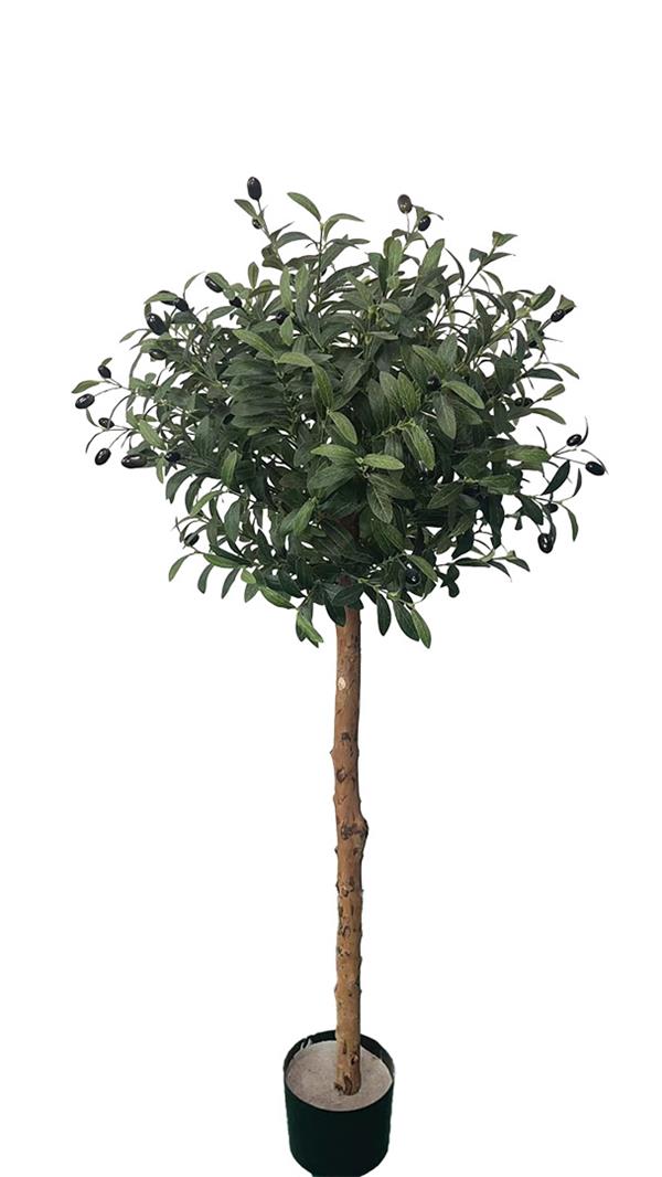 OLIVE TREE NP5807_150_22_UV ΥΨΟΣ 150cm