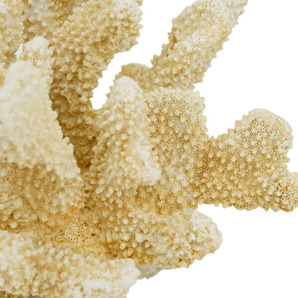 Artekko Coral Διακοσμητικό Κοράλλι Ρητίνη Μπεζ (22x17x14)cm