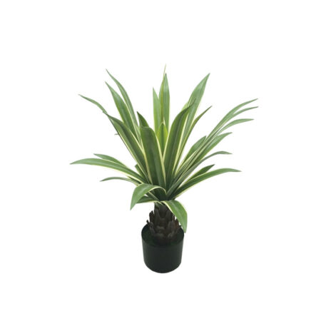 ΔΕΝΤΡΟ ΑΓΑΥΗ ΠΡΑΣΙΝΟ ΣΕ ΓΛΑΣΤΡΑ - 66cm 4/ΚΙΒ